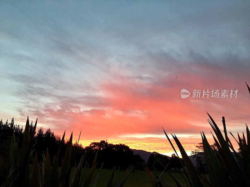 Phormium Sunset，新西兰农村